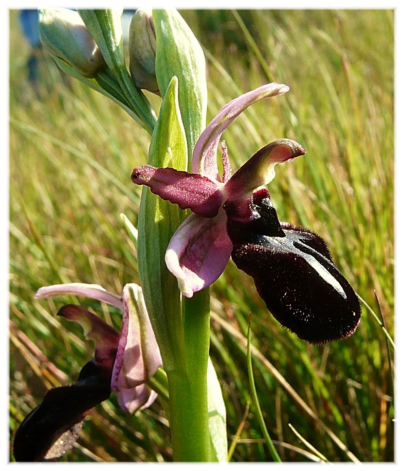 Ophrys Sipontensis